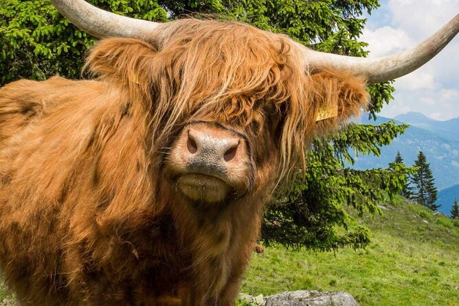 3 Day - Isle of Skye, Loch Ness & Glenfinnan Tour from Edinburgh - Why this route works so well without a car