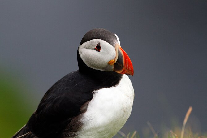 4 Day Mull, Iona and Staffa Puffin Experience from Edinburgh - Why Mull, Staffa and Iona work so well together