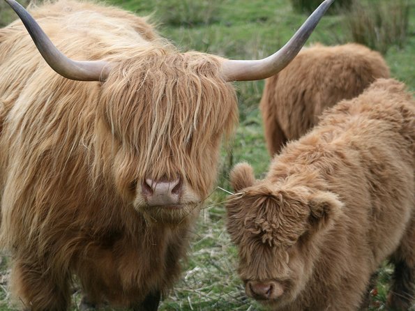 Best of Scotland in a Day Very Small Group Tour from Edinburgh - Blair Castle, gardens, and the lunch decision