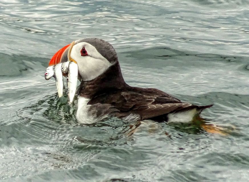 Edinburgh: 'Firth of Forth' Three Bridges Sightseeing Cruise - Watching for Seals, Puffins, and Dolphins