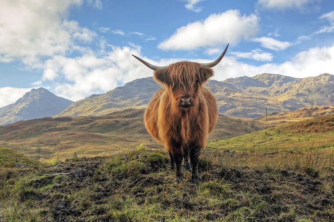 A Highland cow on open moor north of Edinburgh