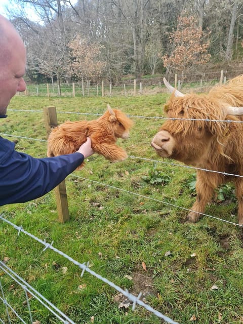 Edinburgh: Loch Ness, Glencoe, Coos & the Highlands Day Tour - Urquhart Castle and the monster hunt