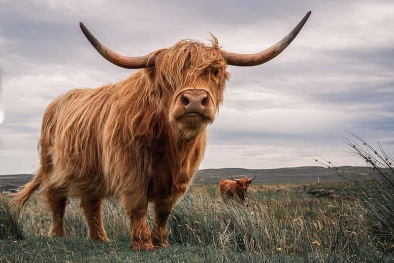 Edinburgh: Loch Ness, Inverness & Highlands Tour in Spanish - Key points to know before booking