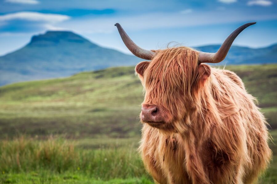 Edinburgh: Loch Ness, Inverness & Highlands Tour in Spanish - Fort Augustus and the Loch Ness cruise