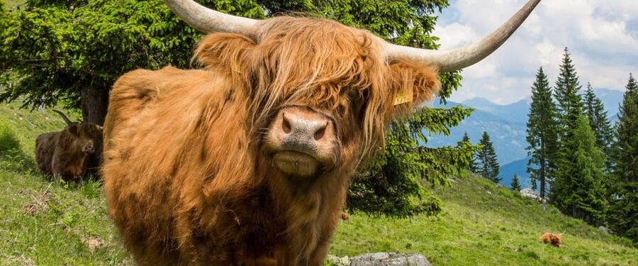 Edinburgh: Loch Ness, Scenic Walk, Glencoe & Whisky Day Tour - The guides are a major part of the day