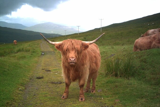Edinburgh: Private Loch Ness Glencoe and The Highlands Tour - The Scottish Highlands: scenery from the road