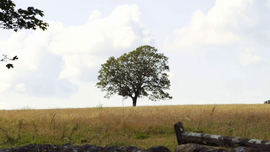 Edinburgh: Rosslyn Chapel and Hadrian's Wall Tour in Spanish - What the $70.04 price really covers