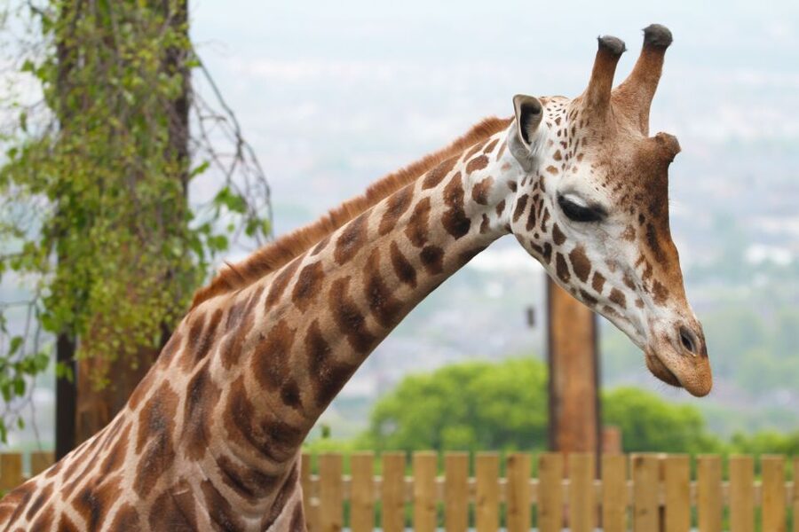 Edinburgh Zoo Entrance Ticket - Dinosaurs, play areas, and a break from the animals