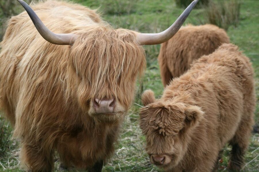 From Edinburgh: Best of Scotland Small-Group Day Tour - Finishing with Highland cattle