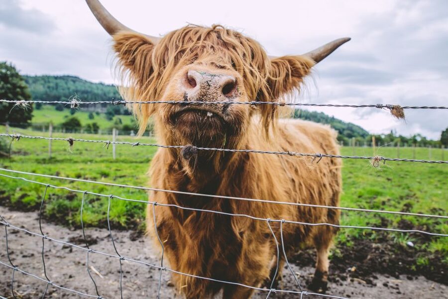 From Edinburgh: Isle of Skye and Outer Hebrides 6-Day Tour - Group size, comfort, and the daily pace