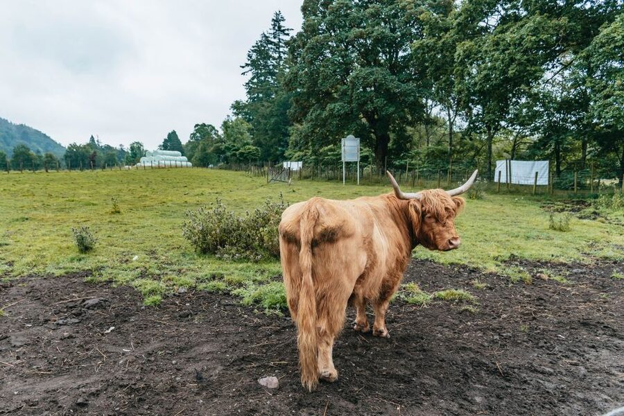 From Edinburgh: Loch Ness, Glenoce & The Highlands Day Tour - Key points at a glance