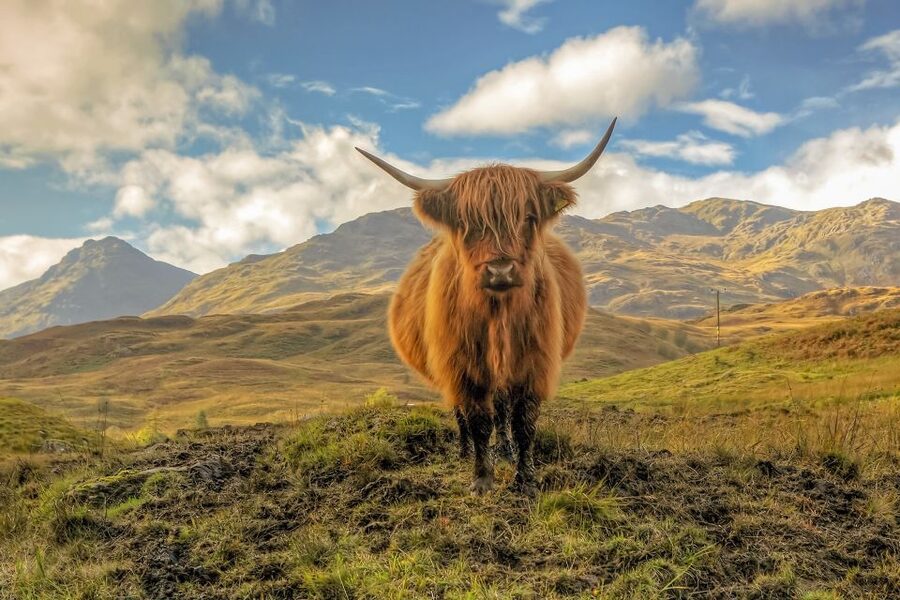 From Edinburgh: Stirling Castle, Loch Lomond & Whisky Tour - Whisky-making at Clydeside Distillery