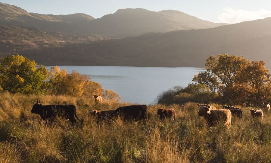 Glasgow and Scottish Lakes Tour in Italian - Aberfoyle gives you lunch and a short break