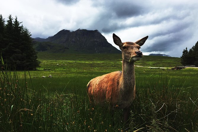 Glencoe & Highlands: Private Land Rover Tour - Kingshouse Hotel, Deer, and Highland Food