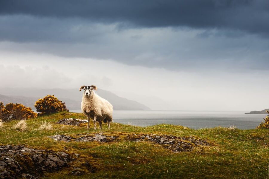 Iona, Mull, and Isle of Skye: 5-Day Tour from Edinburgh - Should you book the Mull, Iona, and Skye tour?