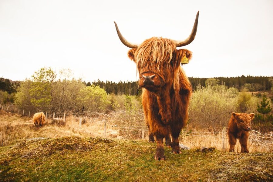 Isle of Skye and the Highlands 5-Day Tour from Edinburgh - Who should book this tour?