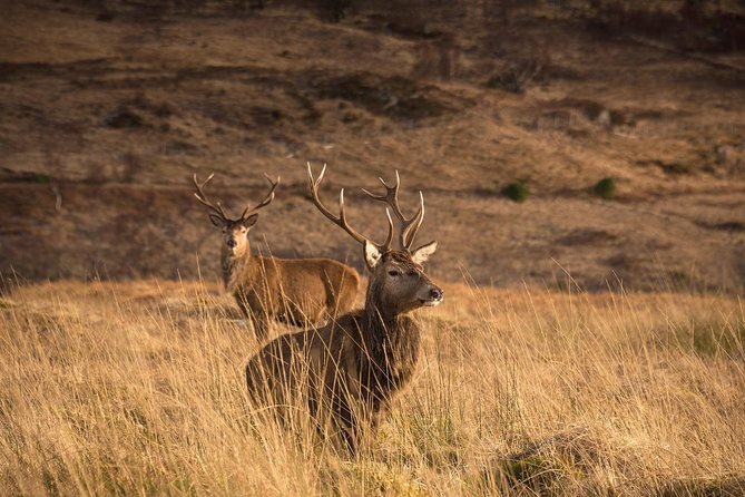 Loch Ness, Scottish Highlands, Glencoe and Pitlochry Tour - Choosing your Loch Ness experience