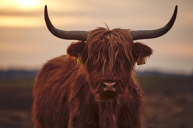 Luxury Private Tour of The Highlands & Loch Ness from Edinburgh - The guides are the heart of the experience