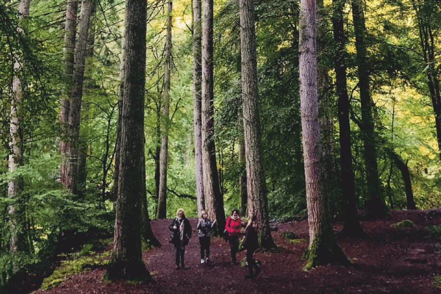 Stirling, Highlands & Destilería desde Edimburgo en español. - The Hermitage Forest and the River Braan